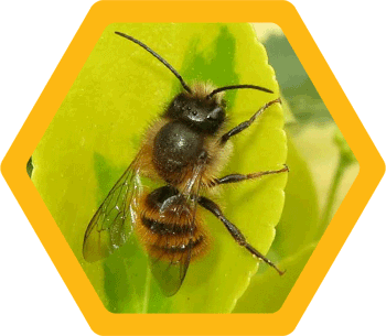 Mortar/Masonry bee (Osmia Bicornis)