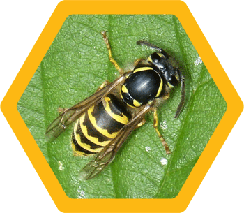 Wasps (Vespula Vulgaris or Vespula Germanica)