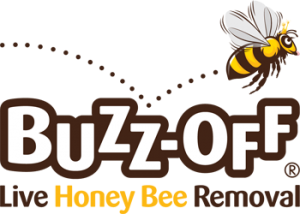 Honey Bee Removal, Norfolk, Suffolk, London, Cambridgeshire. Buzz-Off!